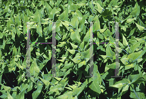 Picture of Euphorbia lathyris 