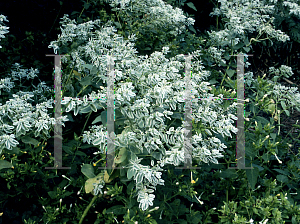 Picture of Euphorbia marginata 