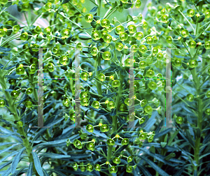 Picture of Euphorbia x martinii 