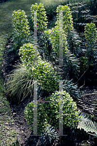 Picture of Euphorbia x martinii 