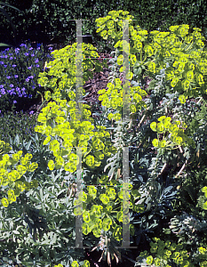 Picture of Euphorbia nicaeensis 