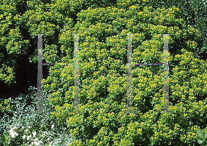 Picture of Euphorbia polychroma 
