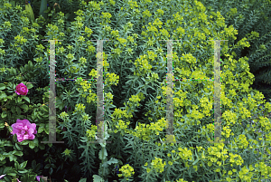 Picture of Euphorbia seguieriana 