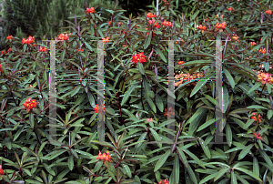 Picture of Euphorbia griffithii 'Dixter'