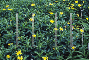 Picture of Euryops chrysanthemoides 