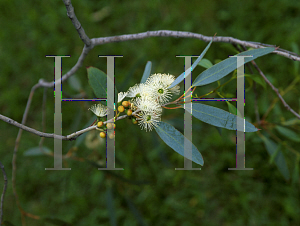 Picture of Eucalyptus macarthurii 