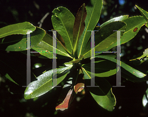 Picture of Gordonia axillaris 