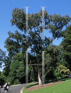 Picture of Eucalyptus melliodora 
