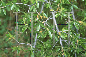 Picture of Quercus emoryi 