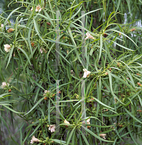 Picture of Eremophila bignoniiflora 