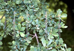 Picture of Quercus douglasii 