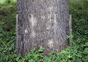 Picture of Quercus douglasii 