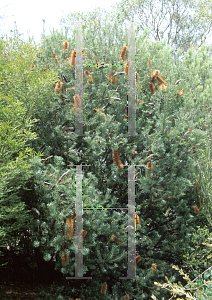 Picture of Banksia  'Giant Candles'