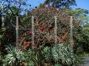 Picture of Erythrina secundiflora 