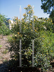 Picture of Elaeocarpus cyaneus 