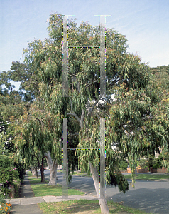 Picture of Angophora cordifolia 