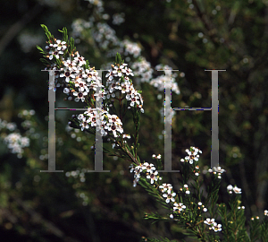 Picture of Chamelaucium floriferum 