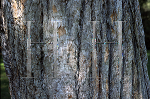 Picture of Eucalyptus microcorys 