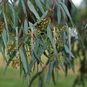Picture of Eucalyptus melanophloia 