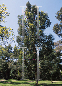 Picture of Eucalyptus globulus ssp. globulus 
