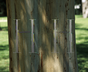 Picture of Eucalyptus globulus ssp. globulus 