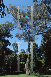 Picture of Eucalyptus rudis 