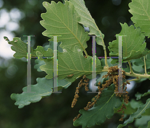 Picture of Quercus canariensis 