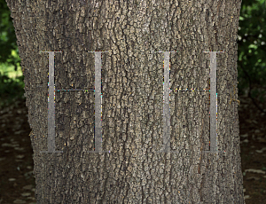 Picture of Quercus canariensis 
