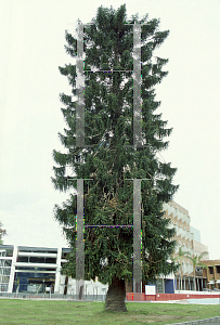 Picture of Araucaria bidwillii 