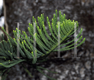 Picture of Araucaria columnaris 