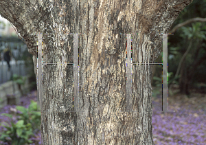 Picture of Jacaranda mimosifolia 