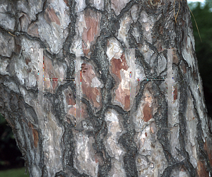 Picture of Pinus roxburghii 