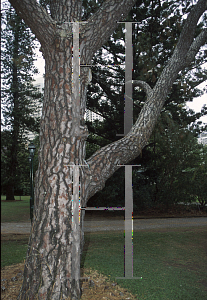 Picture of Pinus roxburghii 