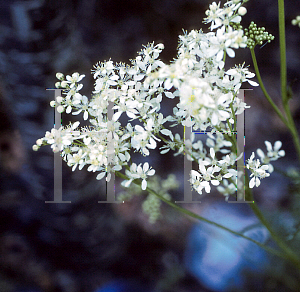 Picture of Filipendula vulgaris 