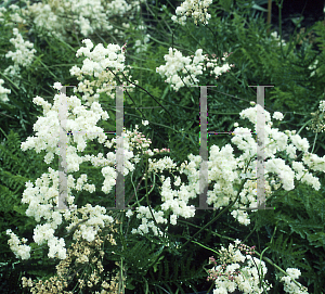Picture of Filipendula vulgaris 'Flore Pleno'