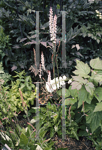 Picture of Francoa sonchifolia 