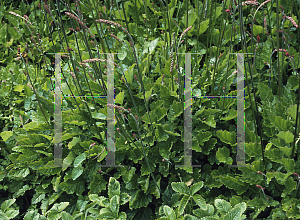 Picture of Francoa sonchifolia 