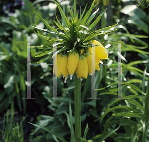 Picture of Fritillaria imperialis 'Lutea'