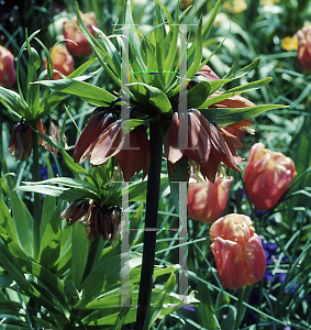 Picture of Fritillaria imperialis 'Rubra Maxima'