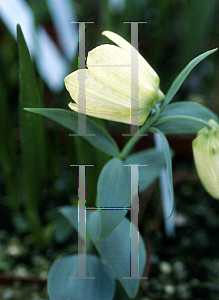 Picture of Fritillaria pallidiflora 