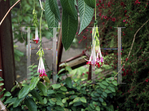 Picture of Fuchsia corymbiflora 
