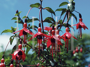 Picture of Fuchsia magellanica 