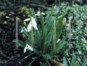 Picture of Galanthus elwesii 