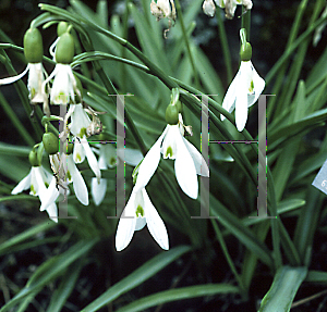 Picture of Galanthus nivalis 'Melvillei'