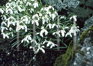 Picture of Galanthus nivalis ssp. imperati 