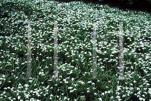 Picture of Galanthus nivalis 