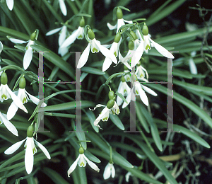 Picture of Galanthus plicatus x nivalis 