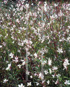Picture of Oenothera lindheimeri 