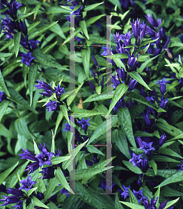 Picture of Gentiana asclepiadea 