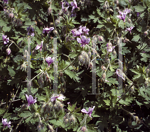 Picture of Geranium aristatum 